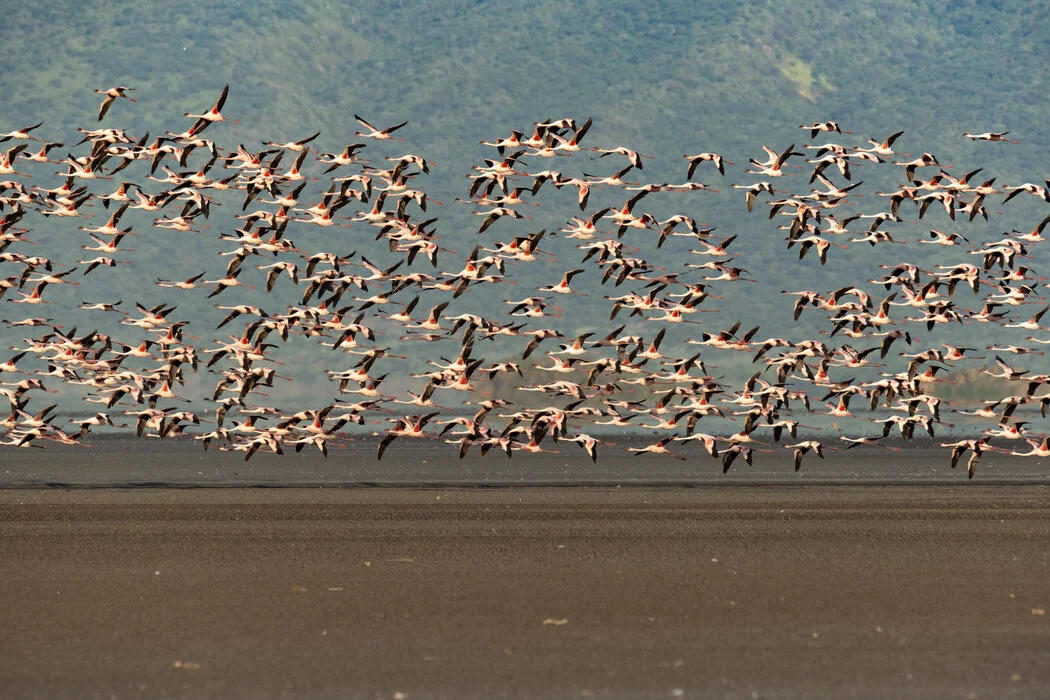 8 days : Tarangire - Ngorongoro - Lake Natron