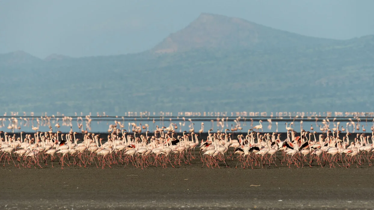 9 days : Tarangire - Ngorongoro - Lake Natron