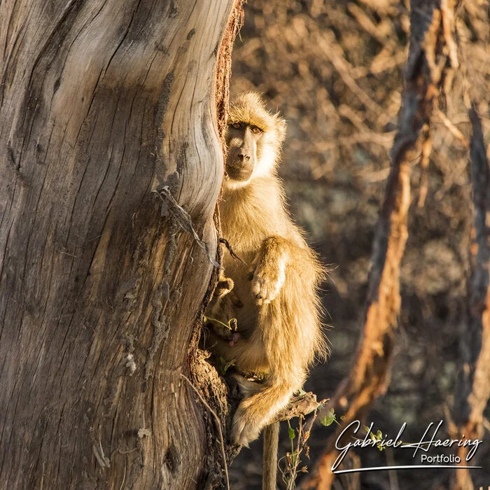Private fly-in safari from Zanzibar to Ruaha National Park featuring exclusive game drives in a Land Cruiser, luxury full-board accommodation, and all park fees included.
						