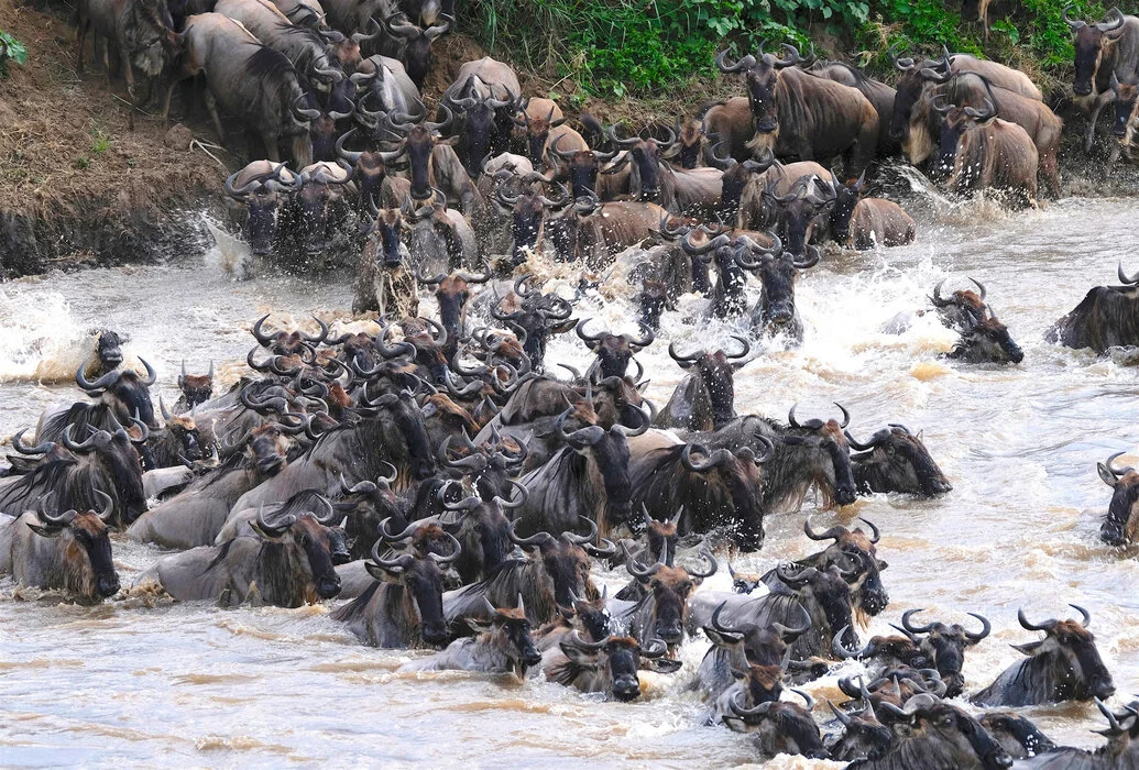 Tarangire-Ngorongoro-Serengeti (Migration North)