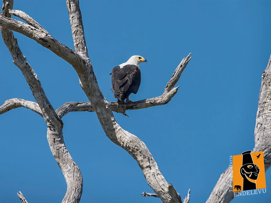 9 days: Ruaha-Mikumi-Nyerere NP- Excellent/2 x Luxury Accomodations