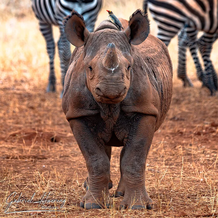 Unique sightings in this special safari in lessere known parks of Tanzania