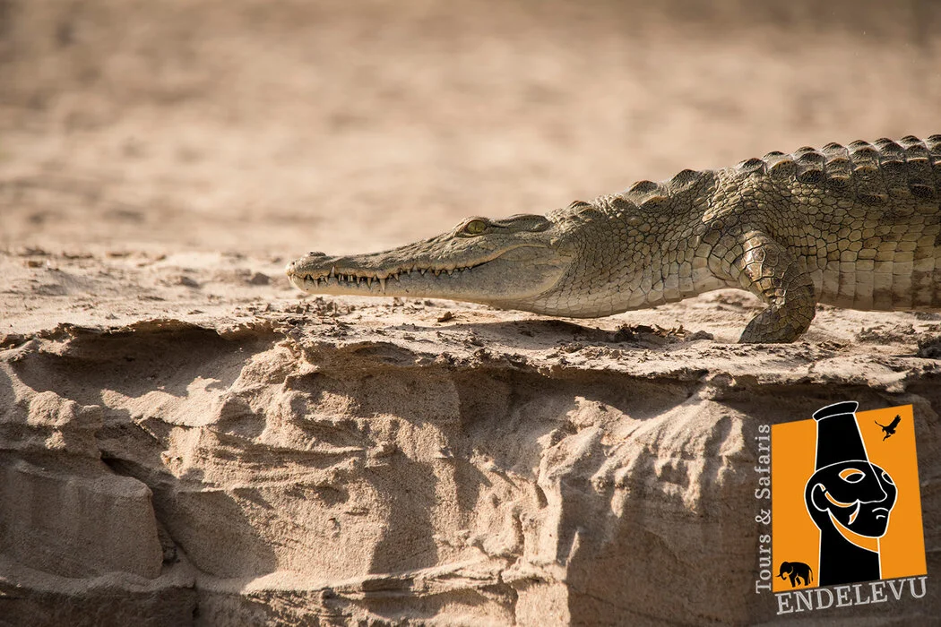 8 days : Nyerere - Ruaha NP- Excellent Accomodations