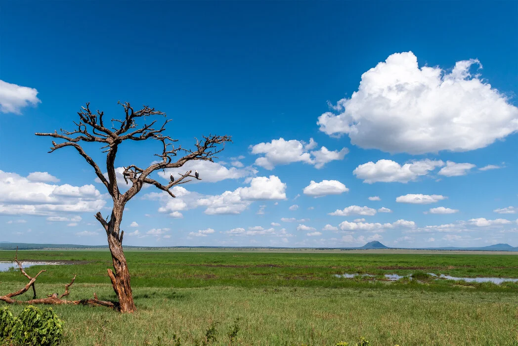 Tarangire, Ngorongoro, Serengeti Migration Winter (Luxury)