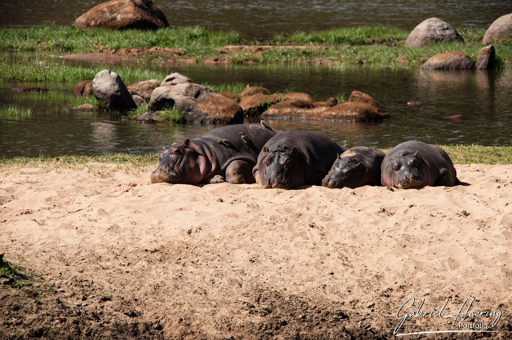 9 days : Ruaha-Mikumi-Nyerere NP