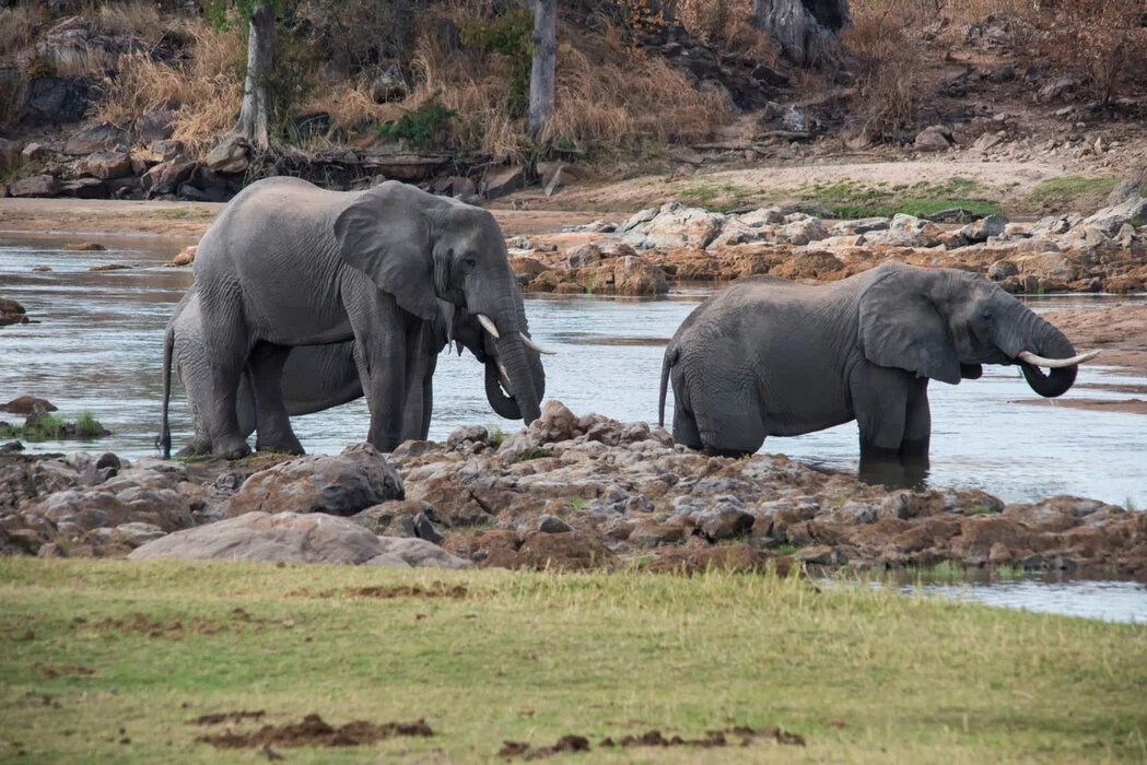 7 days : Mikumi/Udzungwa-Ruaha NP