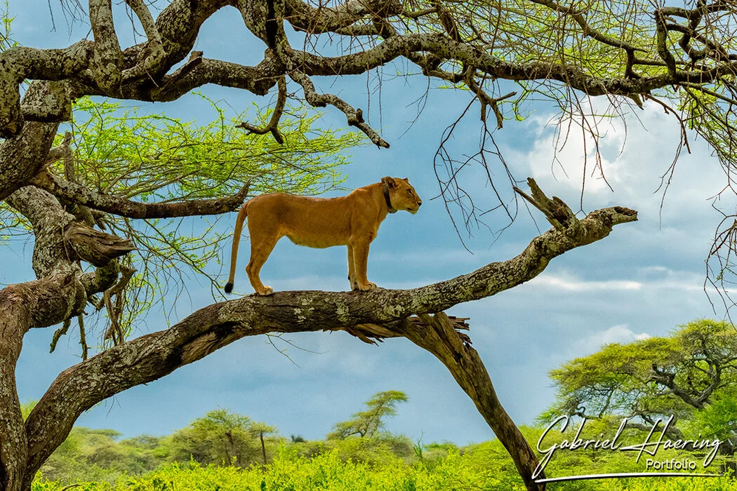 8 days : Tarangire - Ngorongoro - Serengeti