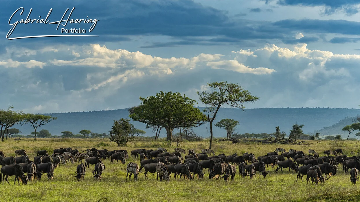 Tarangire, Ngorongoro, Serengeti Migration North