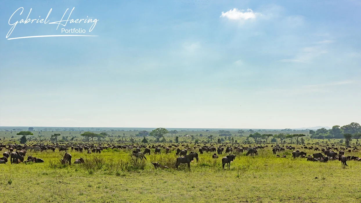 Tarangire-Ngorongoro-Serengeti (Migration South)