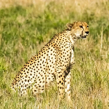 Winter calving season great migration