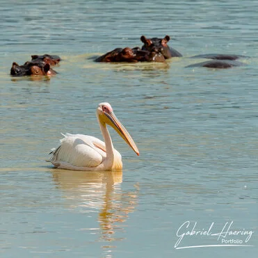 Winter calving season great migration