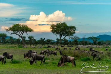 Winter calving season great migration