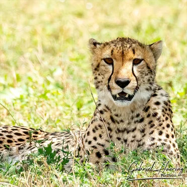 Winter calving season great migration