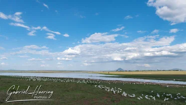 Winter calving season great migration